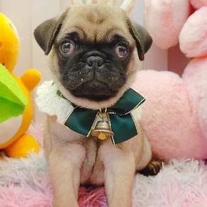 Pug