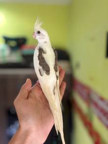 burung cockatiel wf pied bird parrot