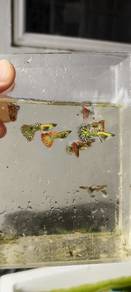 guppy red dragon. dumbo koi