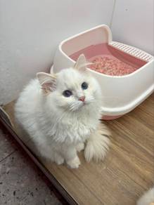 Ragdoll