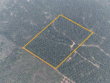 Agricultural Land in Segamat, JHR