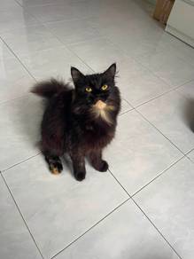 kitten kucing mix parsi