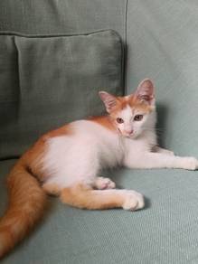 anak kucing comel untuk diberi