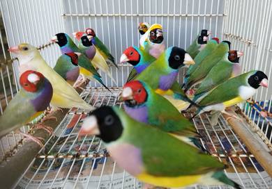 Burung gouldian finch #pipitpelangi