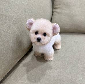 MINI POODLE PUPPIES S133 🌻 Bear Face