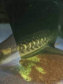 Channa maru