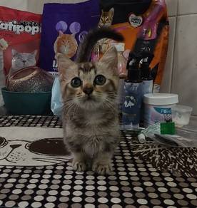 munchkin