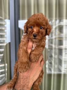 toy poodle d