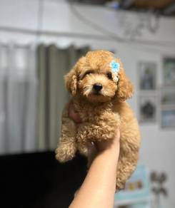 maltipoo3