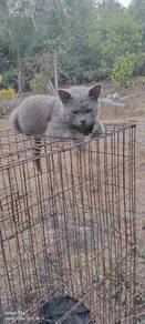 BSH kucing british short hair