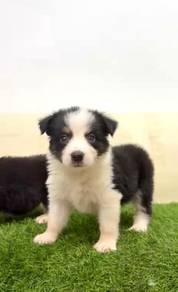Border collie chocolate mka and microchip