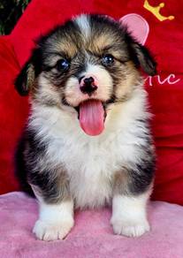 CORGI PUPPIES C178 🌻 cheeky Puppy Male~Female