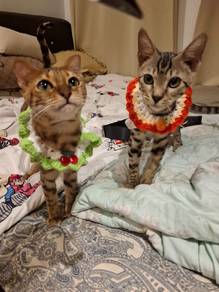 Bengal cats and free accessories 
