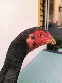 betina LHK
