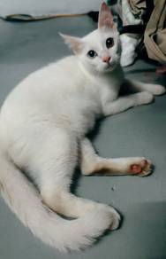 Kucing Kampung Mata Biru