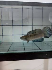 Chana Blue Pulrcha