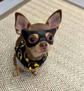 Chihuahua