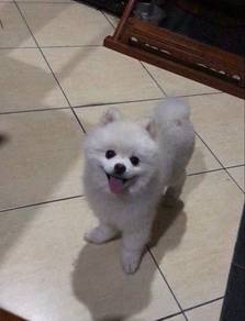 Pomeranian pure white