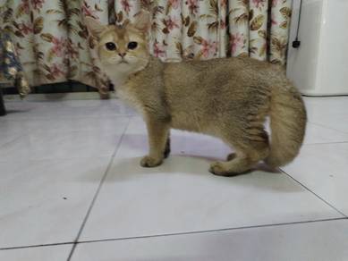 BSH British Short Hair Golden Female