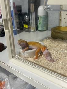 Gecko
