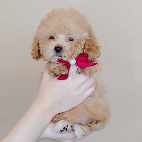 Poodle