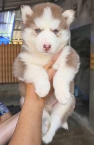 SIBERIAN HUSK PUPPIES 🌻 Boy~Girl Sb121