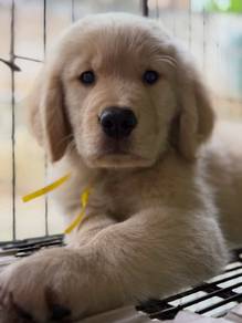 purebreed goldenretriever available 