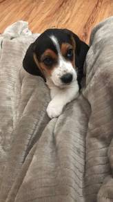 Charming Beagle Smooth Coat Long Ears Puppy Dog