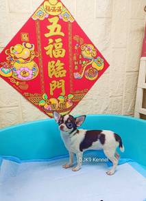 Smooth Coat Chihuahua/Chiwawa