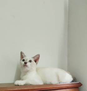 Siam mix Male 4bulan