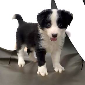 Border collie female mka and microchip
