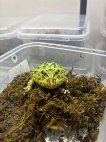 Green Pacman Frog