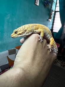 Leopard Gecko