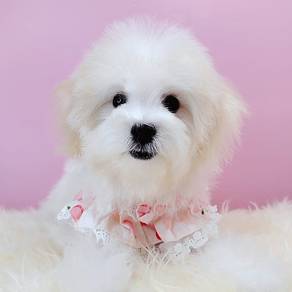 Bichon