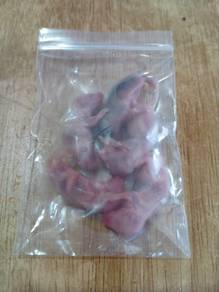 Frozen Pinky Mice 