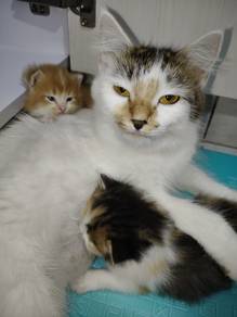 For free...1 ibu Dan 3 anak jantan