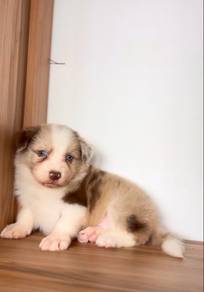 Red Merle Border Collie