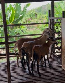 Biri biri baka Santa Ines dan Barbados Blackbelly