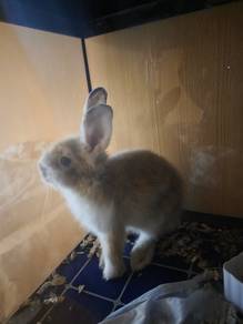 arnab untuk rehome