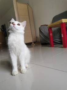 white cat