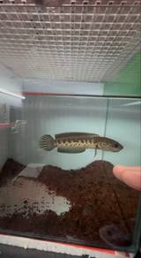 channa cobra cb indo hf