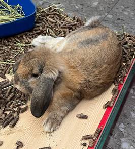 Holland Lop Untuk Dijual !!