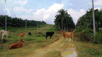 Agricultural Land in Kuala Selangor, SGR
