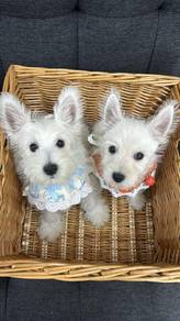 Pure Breed West Highland White Terrier (M/F) 刚毛西高地