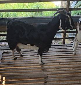 kambing betina