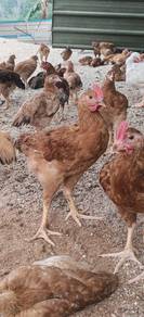 ayam kampung kacuk (akk) 