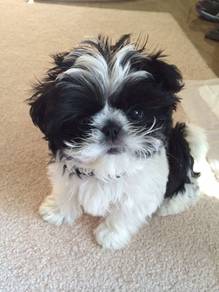U1892 Lickable Shih Tzu / Shihpoo / Cute / Tricolo