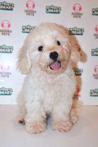 J0042 Maltichon Snow White Baby Face Puppy