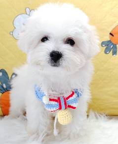 bICHON Frise