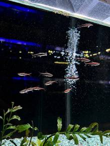 Red Pencilfish